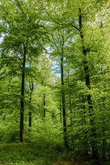 Fototapeta premium Buchenwald im Stromberg