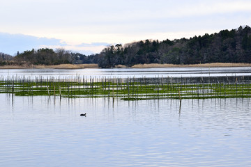 海苔の養殖場