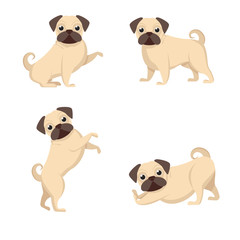 Set of dogs, beautiful pugs