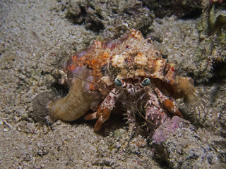 Anemone hermit crab (Dardanus pedunculatus)