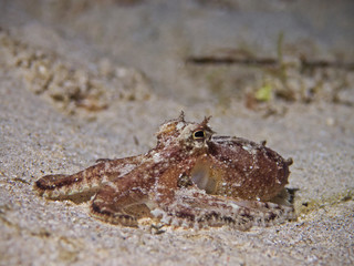 Veined Octopus, Coconut Octopus (Amphioctopus marginatus) 