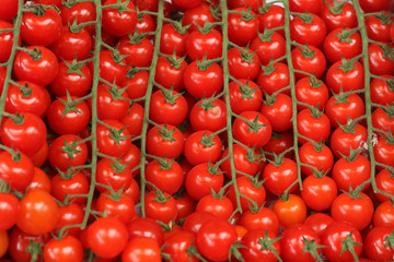 Bright tomatoes cherry