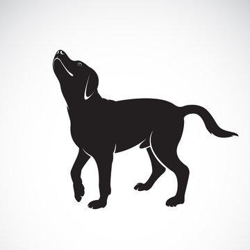 Vector of a dog labrador on white background. Pet. Animals. Vector illustration.