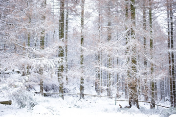 Winterlandschaft im Harzer Wald
