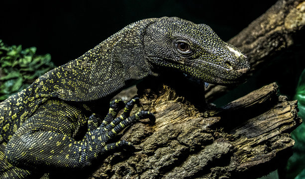 Image of a Crocodile Monitor on a textured log