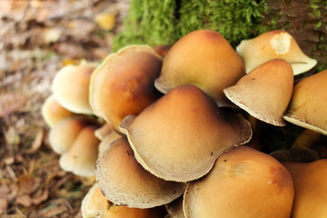 Fototapeta premium fungus