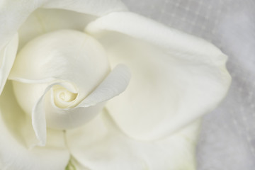 White roses background petals
