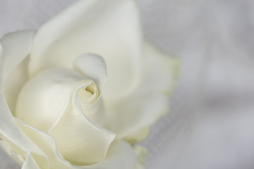White roses background petals