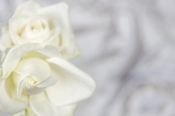 White roses background petals