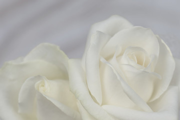 White roses background petals