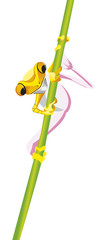 Grenouille jaune sur une tige