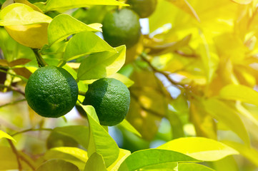 Green fruit of an orange on branch