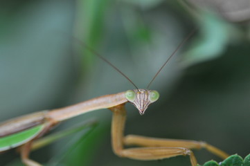 こちらを向くカマキリ