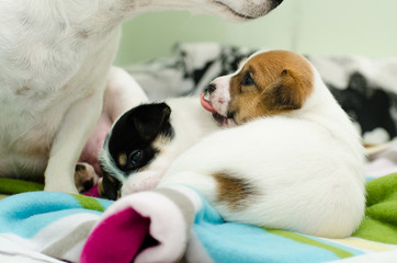 Small newborn white jack russell terrier dogs are playing on a colorful blanket.