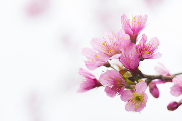 Fototapeta na wymiar Wild Himalayan Cherry, Beautiful pink flower