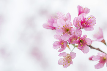Fototapeta premium Wild Himalayan Cherry, Beautiful pink flower