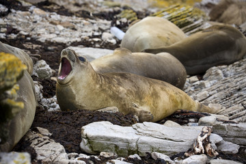 Elephant Seal - Carcass Island - Falkland Islands
