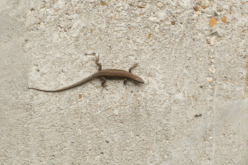 Lizard on the wall