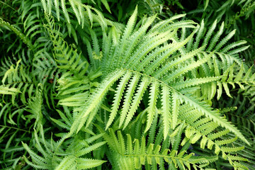 Fern leaves