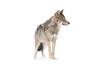 Selbstklebende Fototapeten grauer Wolf © fotomaster
