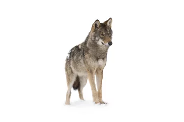 Foto op Plexiglas grijze wolf © fotomaster