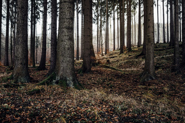 Kräftige Baumstämme und eine kleine Lichtung am Ende des Waldes