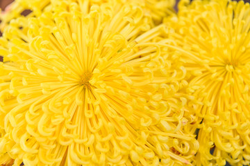 Close up of yellow petal