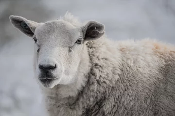 Deurstickers sheep © louisekaaye