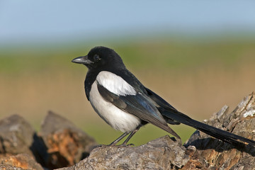 expressive bird magpie sitting on a stump