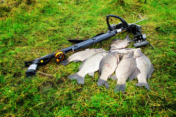 Spearfishing. Large carp on the green grass.
