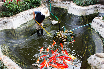 Gardener with a straw hat cleaning the koi fish in fish pond.