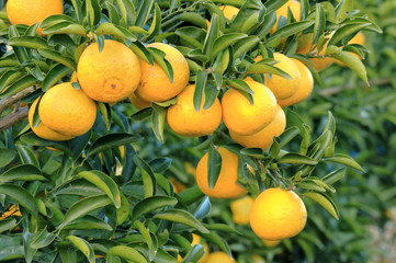 露地の日向夏ミカン