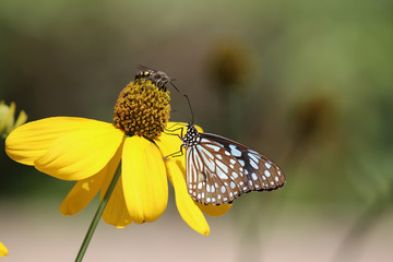 Butterfly and bee wildlife insects holding on beautiful flower yellow color in the nature background