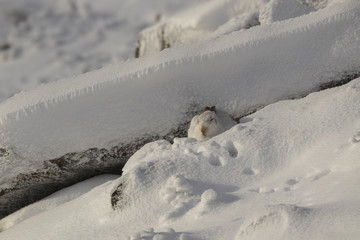 Mountain hare, Lepus timidus, sitting, running on a sunny day in the snow during winter in the cairngorm national park, scotland