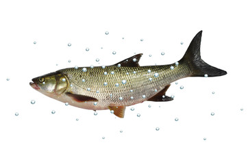 asp predatory freshwater fish on white background