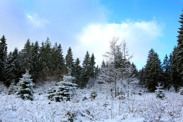 Winter landscape with snow covered trees and blue sky.