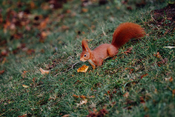 Rotes Eichhörnchen auf einer Wiese