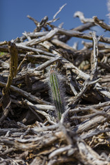 Cactus in a driftwood pile
