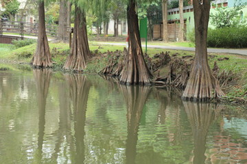 公園の池と樹