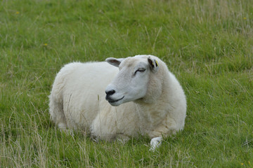 sheep