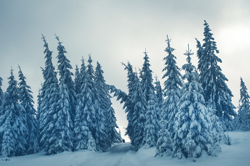 Fototapeta premium Fir trees covered by fresh powder snow