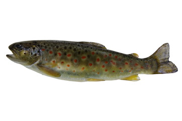 fresh stream trout