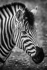 Obraz na płótnie Canvas Zebra head portrait monochrome black and white image with bokeh blur in background