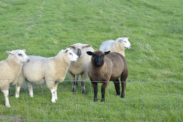 Fototapeta premium black sheep