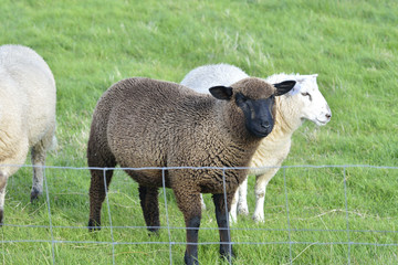 black sheep