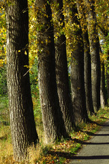 Allee