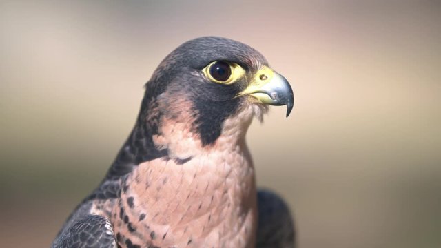 Portrait of African Peregrine falcon head and shoulders large DoF
