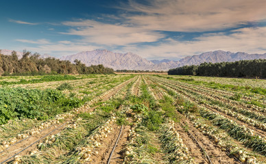 Fototapeta na wymiar Panoramic view on field with ripening onions. Advanced agriculture in desert areas of the Middle East