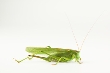 big green grasshopper