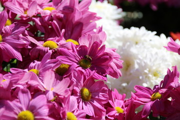 Obraz premium Chrysanthemum